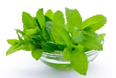 Everything about Mint Leaves Photo 1